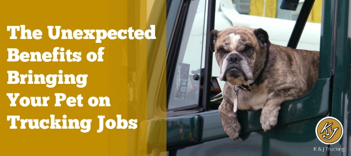 Pet-On-Trucking-Jobs.jpg