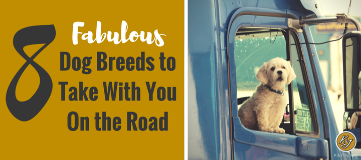 8 Fabulous Dog Breeds to Take With You On the Road.png